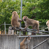 飯田市立動物園　4