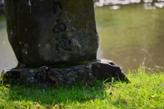 ムクドリ