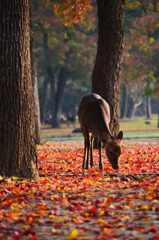 奈良公園の秋 3