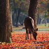 奈良公園の秋 3