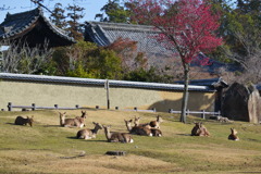 3月の奈良公園 7