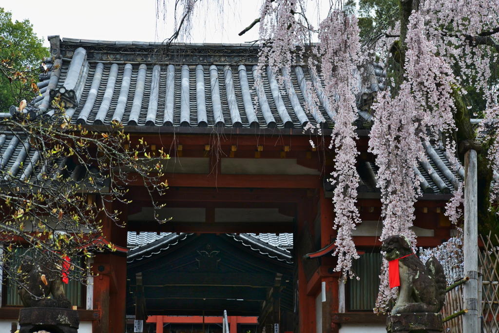 氷室神社 1