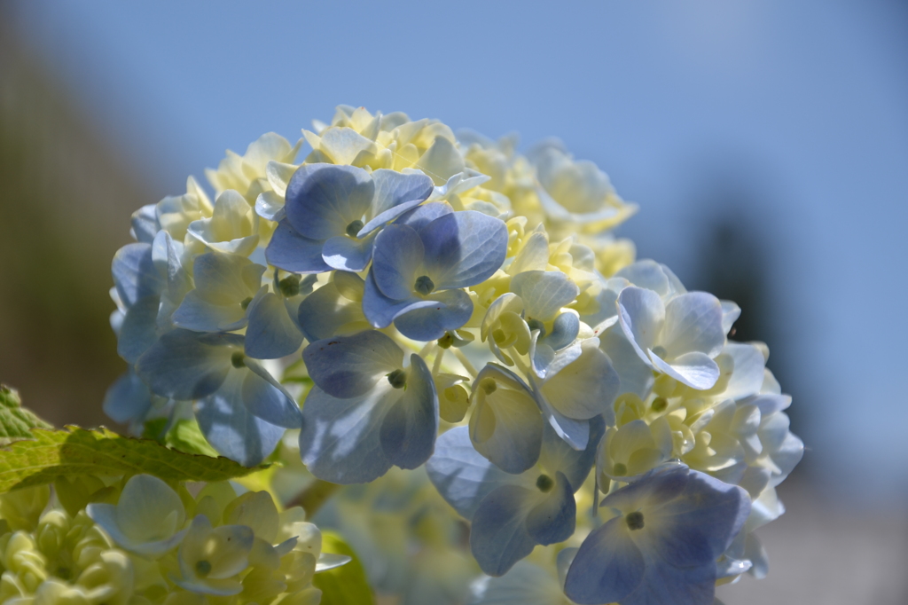 紫陽花　2016