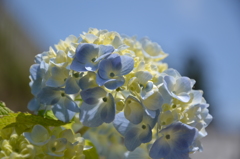 紫陽花　2016