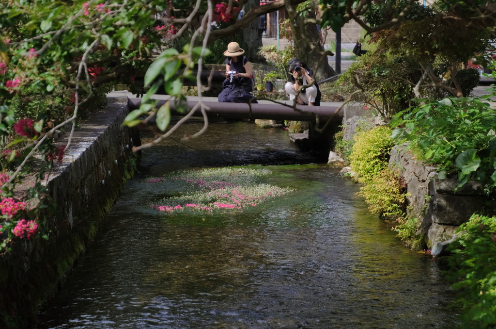 地蔵川・梅花藻 #6