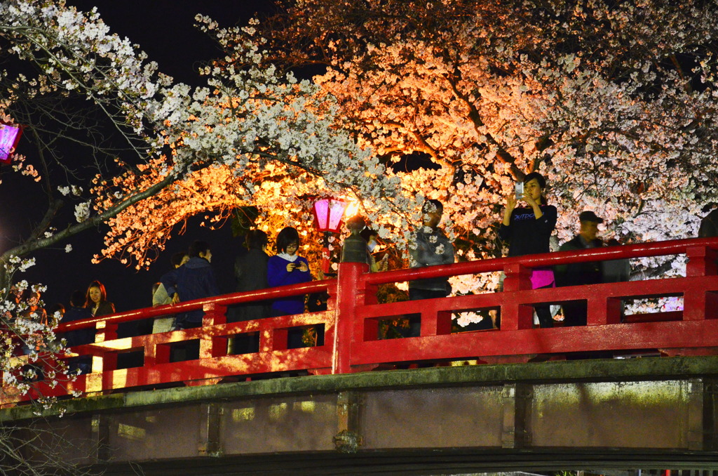 水門川の桜_8