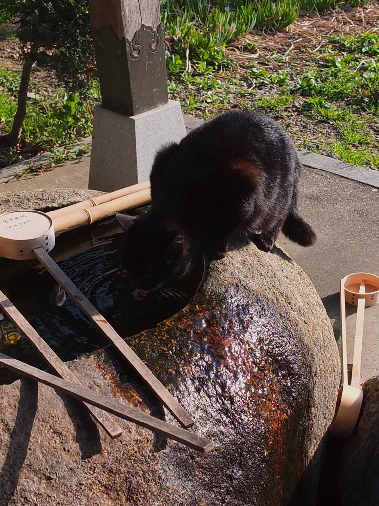 猫