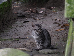 子猫＿3