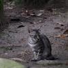 子猫＿3