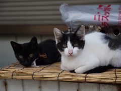 子猫＿1