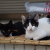 子猫＿1