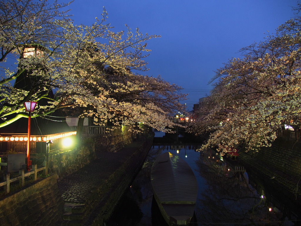 水門川の桜 4