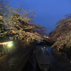 水門川の桜 4