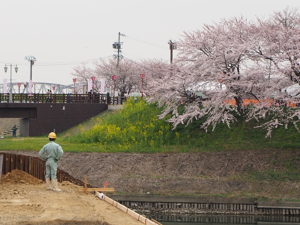 お花見