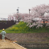 お花見