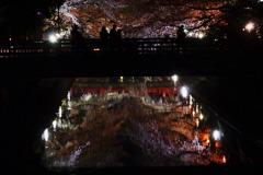 水門川の桜_11