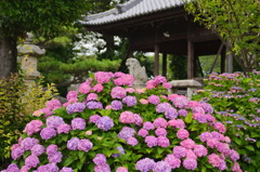 吉野神社の紫陽花