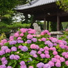 吉野神社の紫陽花