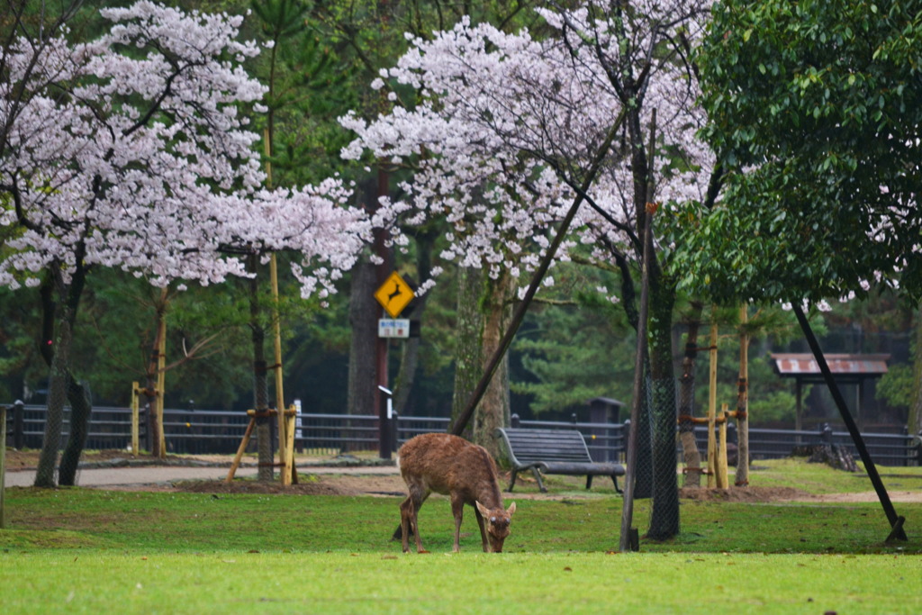 奈良公園 4