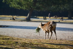 3月の奈良公園 1