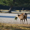 3月の奈良公園 1