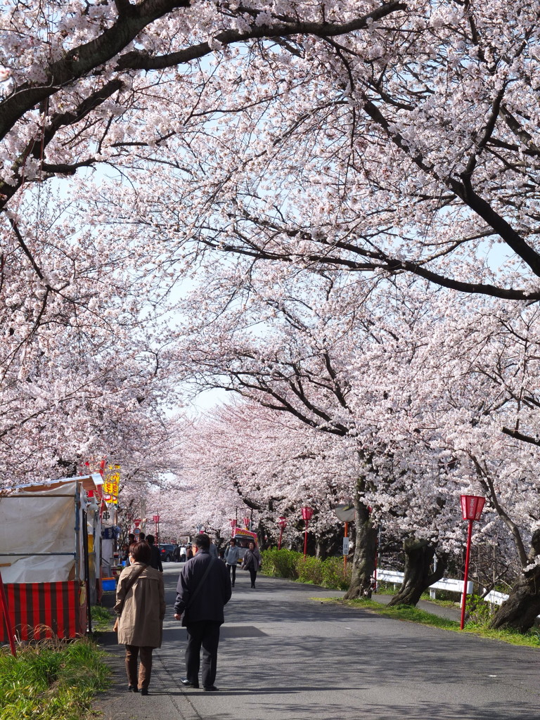桜