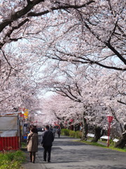 桜