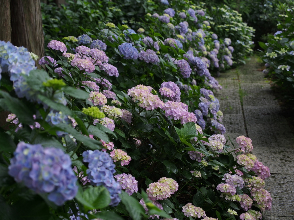 紫陽花　2015_5