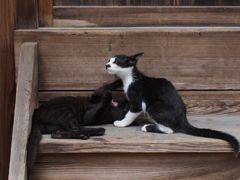 子猫＿2