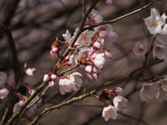 小彼岸桜