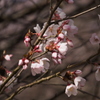 小彼岸桜