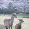 IMG_8742_dpp