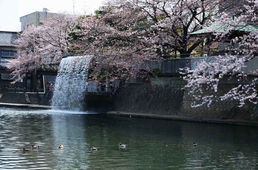 水門川の桜_6