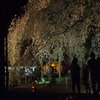 舞台桜　4