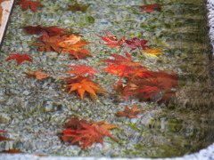 横蔵寺の紅葉 2