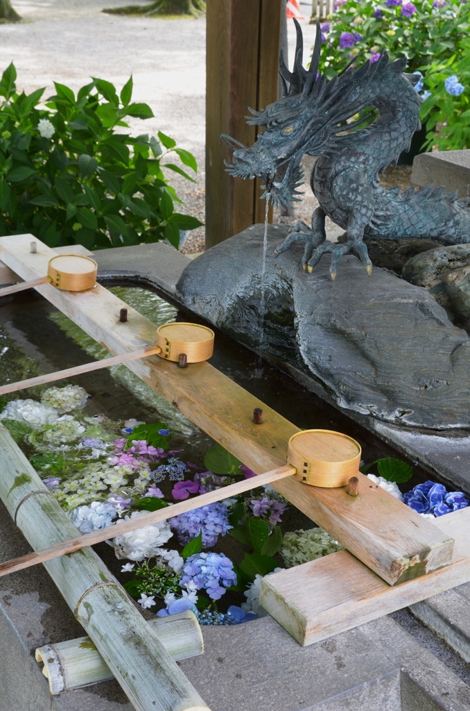 御裳神社の紫陽花 4