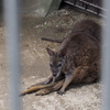 飯田市立動物園　2