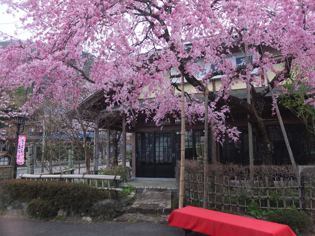 桜