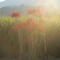 IMG_7770_i