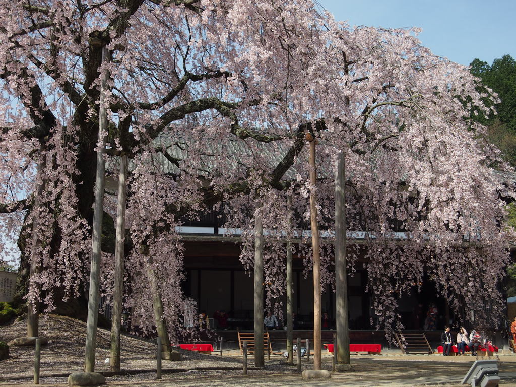 舞台桜　1