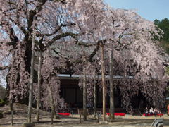 舞台桜　1