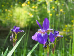 菖蒲