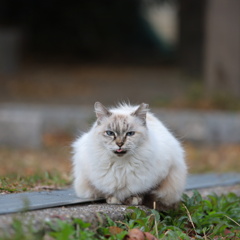 IMG_0479_i