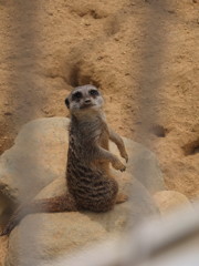 ミーアキャット