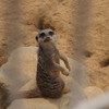 ミーアキャット