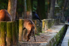 奈良公園の秋 7