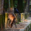 奈良公園の秋 7
