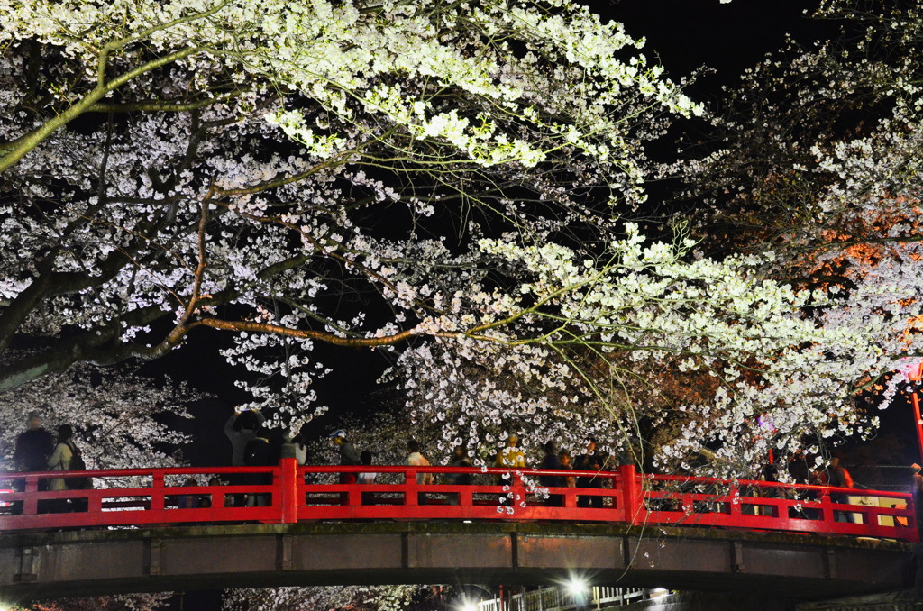 水門川の桜_9