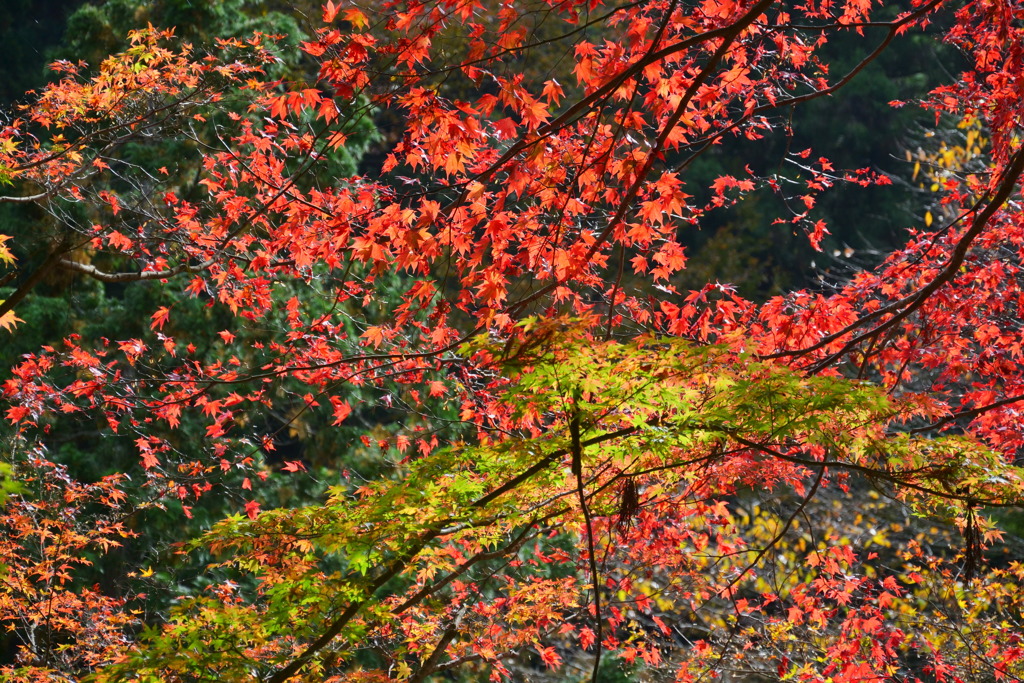 横蔵寺の紅葉 7