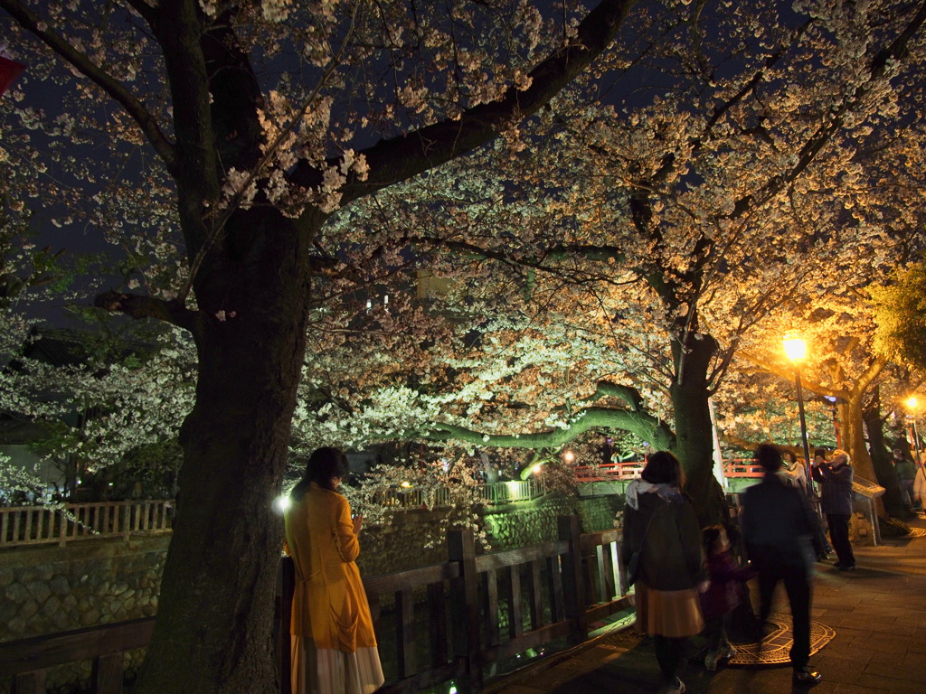 水門川の桜 7